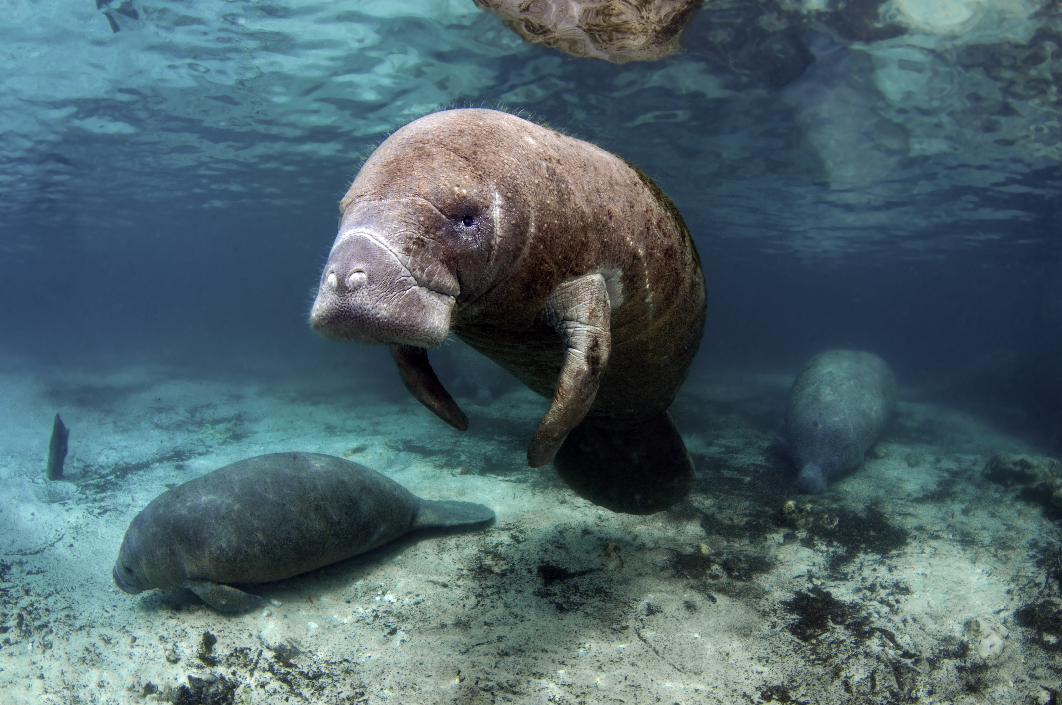 You'll notice upper right on the book cover of The Pacific Ocean Is Dying, a manatee dead on the beach