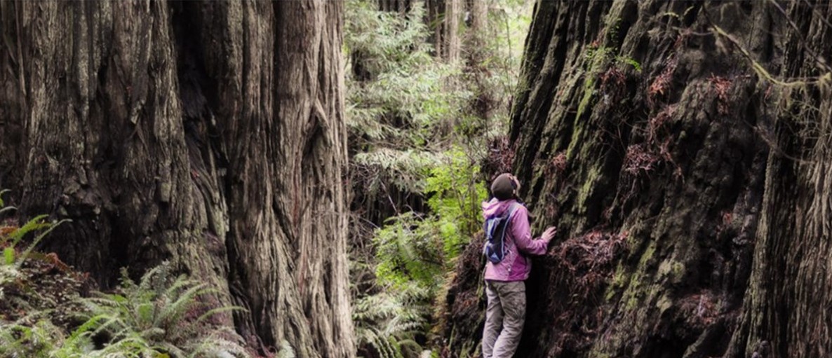 Redwood Trees