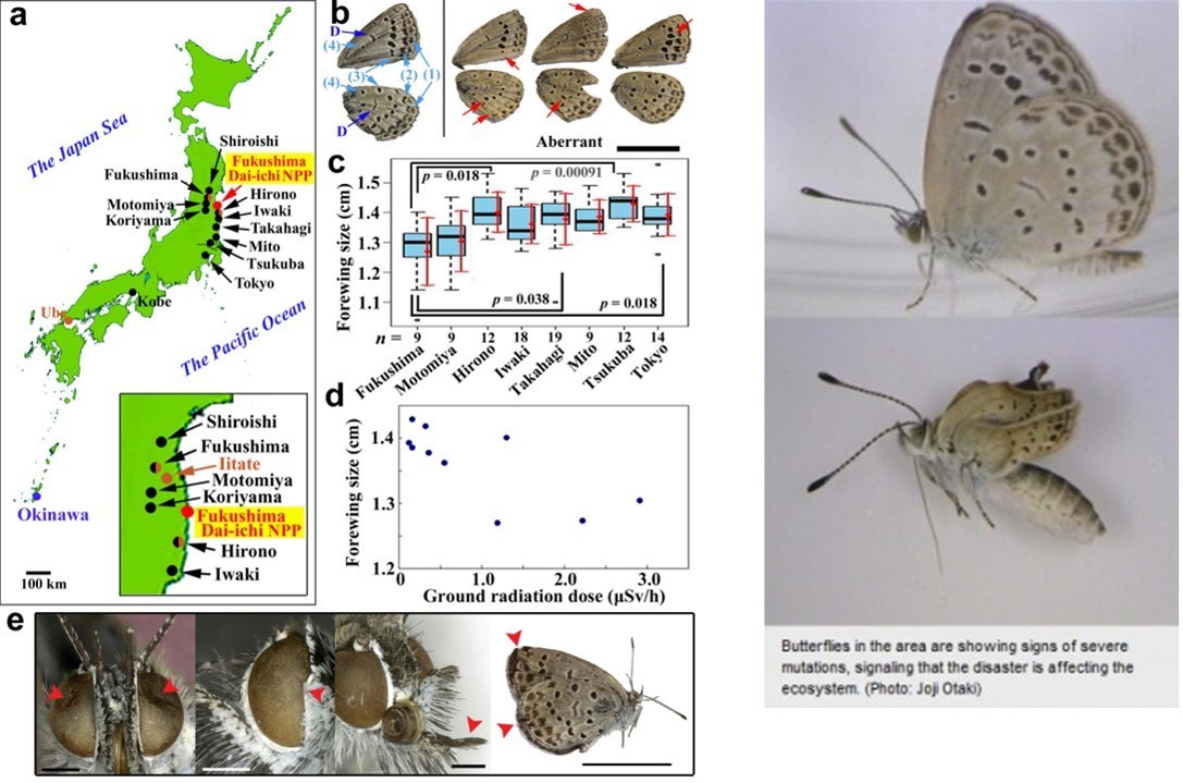 Butterflies affected by Fukushima fallout.