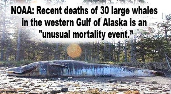 Unusual mortality events are not usual; such as deaths of 100,000's of thousands of sea lions off California coast, & birds in Alaska, & millions of fish in the Pacific, tide pool life, plankton, coral reefs, shore insects ... when are you going to hold Congress responsible for not getting rid of the privately owned Fed interest rate banks ...who own & direct all most ALL of the companies currently destroying life in the sea & contaminating the sky with heavy metal chemtrails & frying sea life with sonar & space age electromagnetic weapons used for weather & earthquake & tsunami & tornado warfare ...you better learn what's on this site before hell & evil & greed & sociopaths & psychopaths continue to destroy us & all life on the planet.