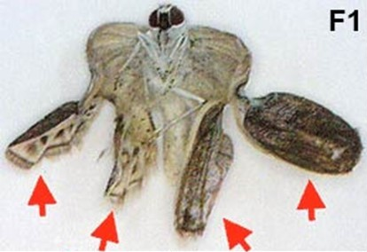 Butterflies of Fukushima augur poorly for 2020 Japan Olympic athletes, coaches & spectators ...since Olympic sites are contaminated & re-contaminated by plutonium blowing down from the mountains & forests, practically, for Eternity