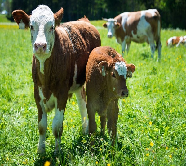 Cows graze in pastures covered in fallout.