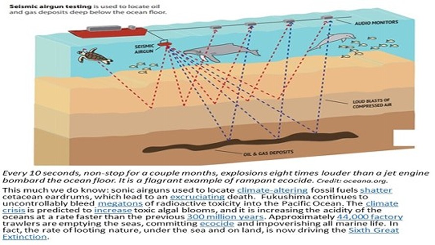 Every 10 seconds, non-stop for a couple months, explosions 8x louder than a jet engine bombard te ocean floor & shatter cetacean eardrums, which leads to excruciating deaths of whales, dolphins & other sea life - done by oil companies owned by the interlocking directorate of the Fed City of London 