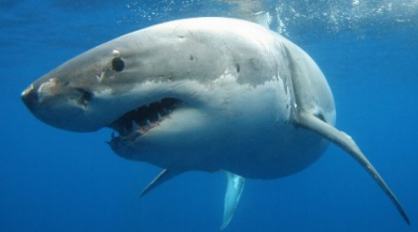 Sharks have been washing up dead on both the East Coast & West Coast of north America & in bays since March 2011