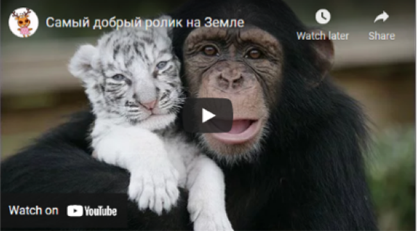 Pet monkey has a pet tiger; pet tiger has a pet monkey.