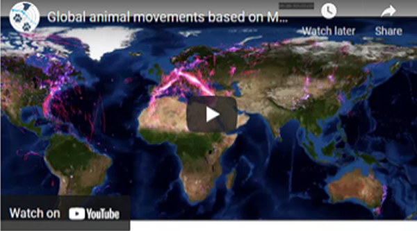 Global migration