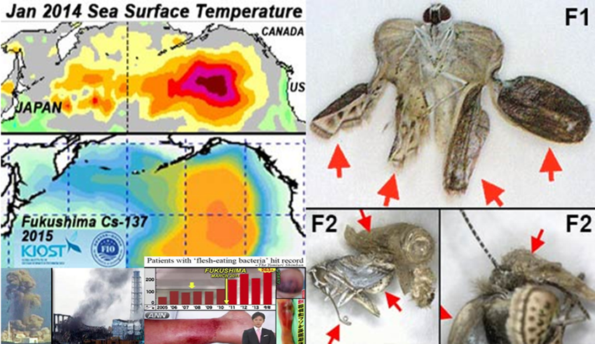 Nuclear radiation hurts animals