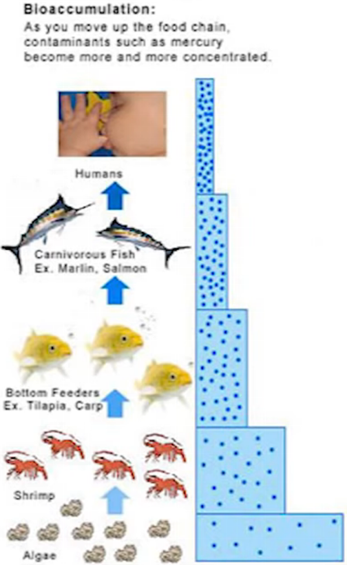 bioaccumulation