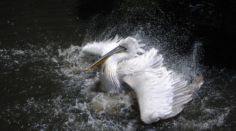 Pelicans are favorites for many people ...but, they are being destroyed by the City central bankers own operate the military industrial bio-war nuclear weather war cartels.