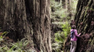 Ancient Redwood Trees on the www.fseee.org website, Forest Service Employees for Environmental Ethics