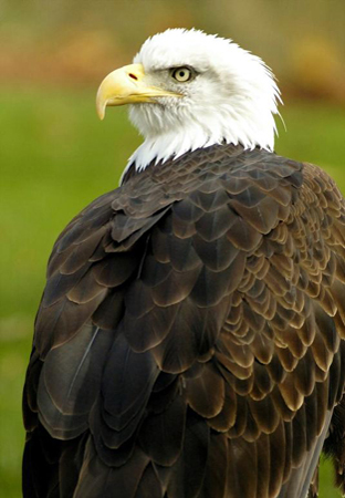 Bald Eagle